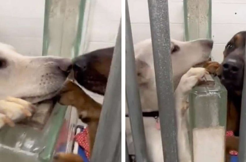  In order to comfort one another, shelter dogs touch noses over their kennels