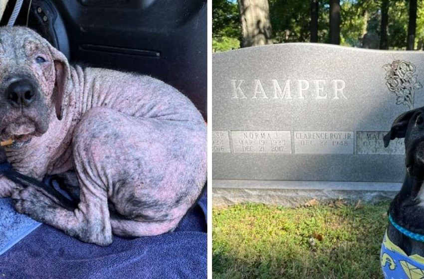  The best response from a puppy found in a cemetery upon reuniting with his rescuers