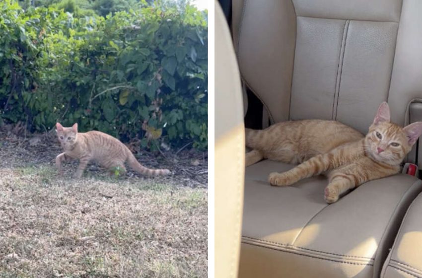  Cat Is Left Alone In McDonald’s Parking Lot And Jumps Into The Perfect Car