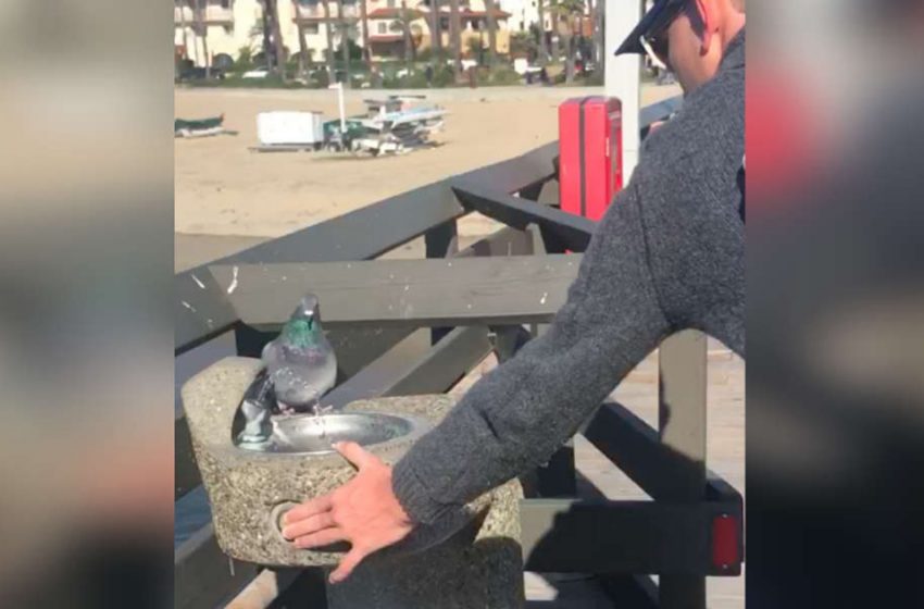  When the nice guy realizes that the pigeon is trying to communicate with him, he stops