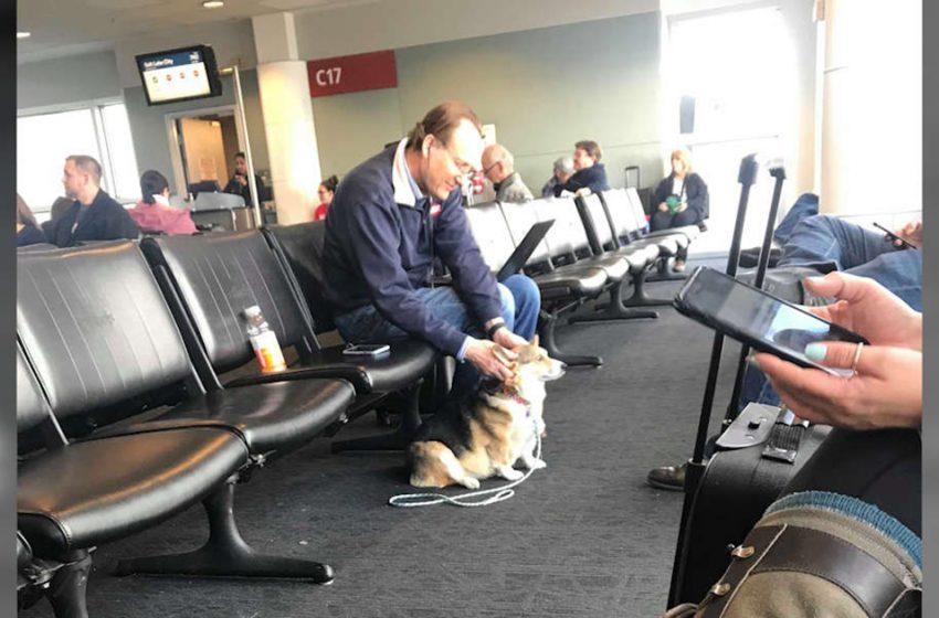  Sweetest Corgi Spots Man in Airport and Immediately Recognizes the Need For Comfort