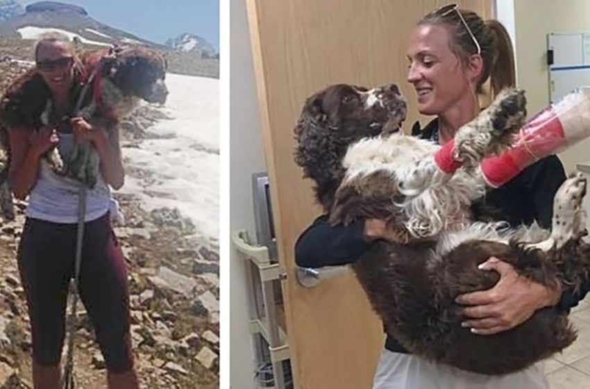  The kind woman did a heroic act by helping the 55-pound injured dog and saving his life