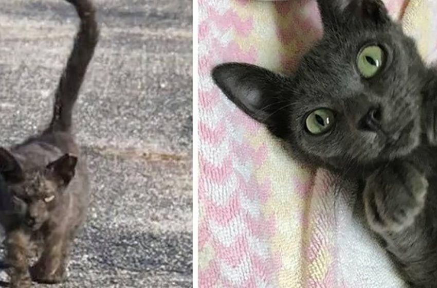  The kind-hearted woman changed the poor cat to an amazing and beautiful creature
