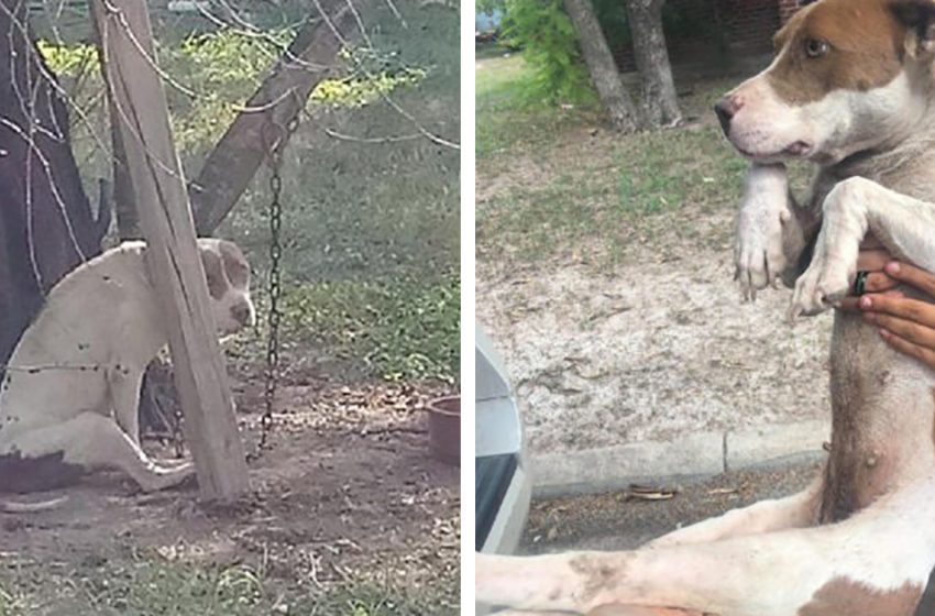  The poor dog was finally saved from being tied to a tree and abandoned in a harsh way