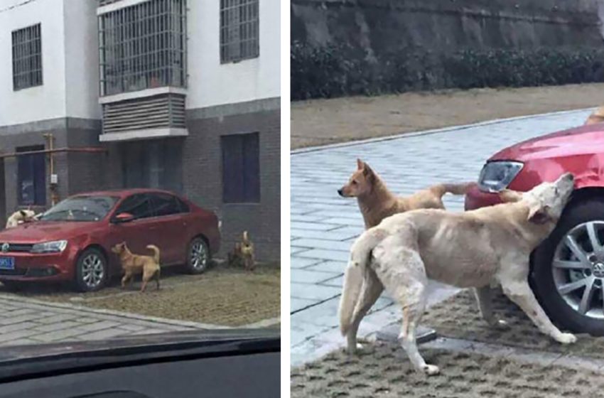  The dog returned to the same place with his friends to punish the rude man