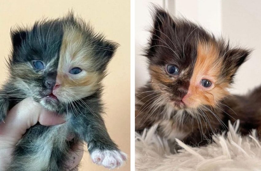  The poor kitten with an extraordinary look was saved and given a proper life