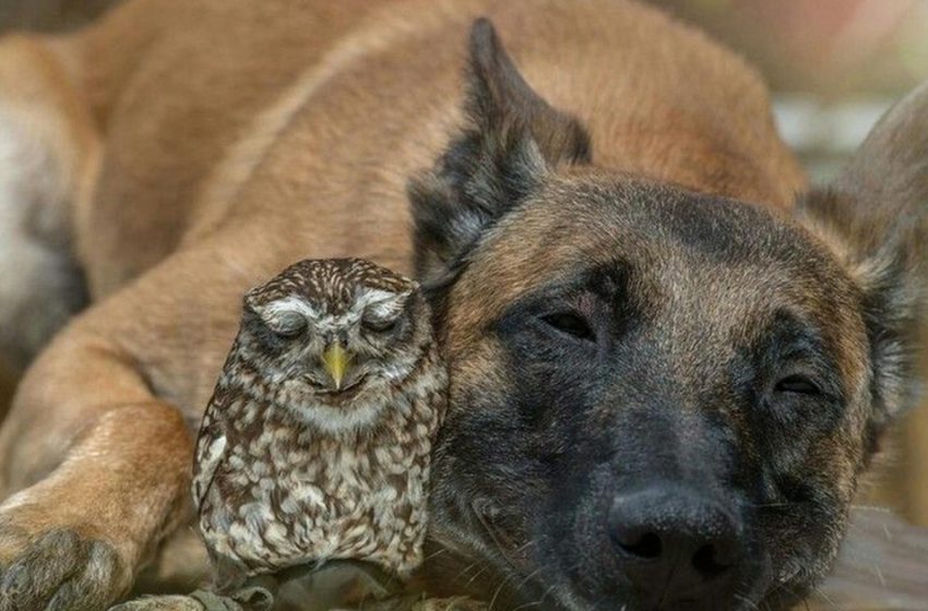  An amazing friendship between an owl and a dog can seem unbelievable but it really exist