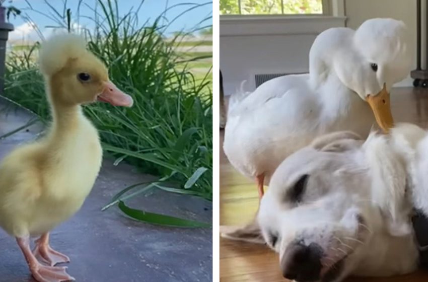  The neglected and lonely duckling finally found the right person in his life