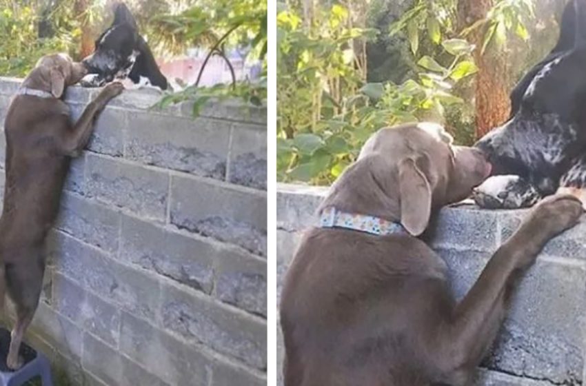  The lovely owner helped his pet to meet his friends without any obstacle