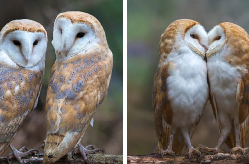  The photographer captured an amazing scene of the two nice owls