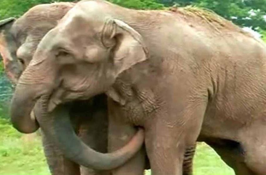  The amazing moment of the reunion of two senior elephants after 22 years