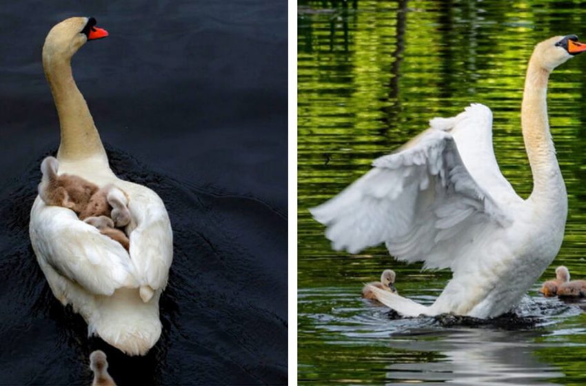  Father swan took the responsibility of caring for his babies after thei mom died