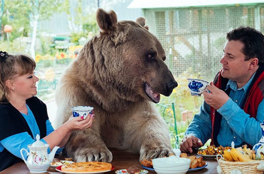  The huge 23 years old bear lives with his adorable owners like their nice pet