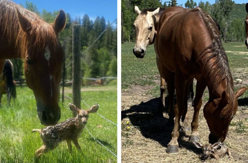  The kind horses were looking after a baby deer untill he mom returned