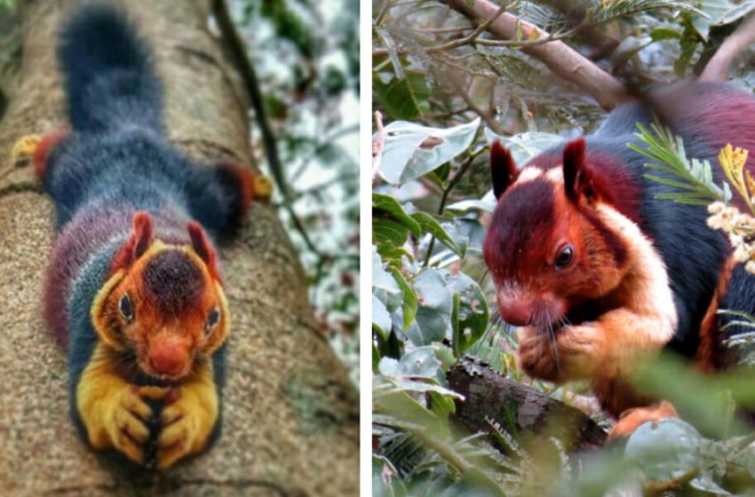  The incredibly colorful squirrel makes people think it is unreal