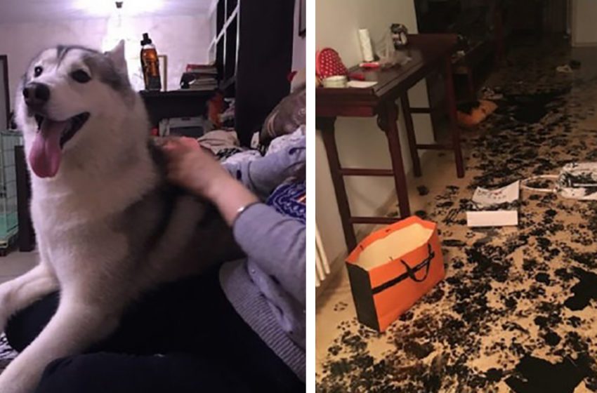  The family members were shocked to find their house destroyed by their pet