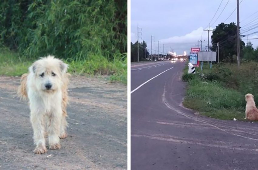  The faithful dog was desperately waiting for his owners to return in the same spot for 4 years