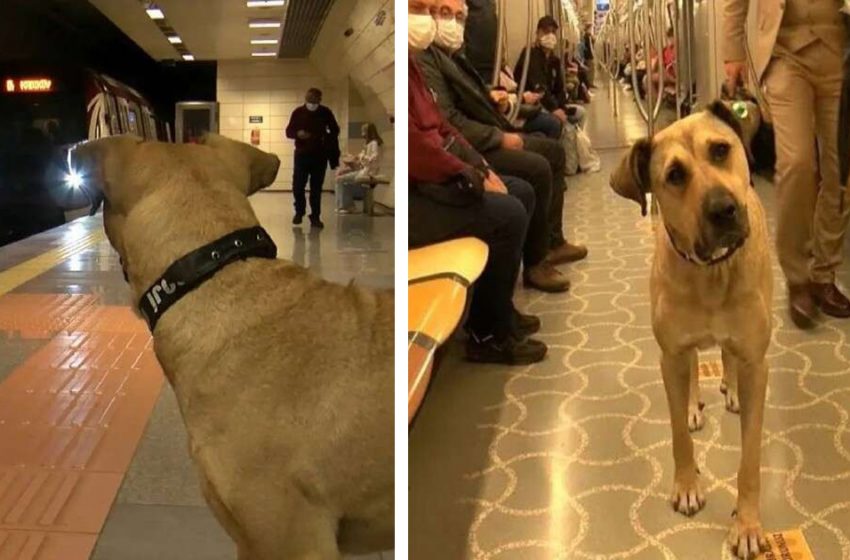  Everyday, a stray dog travels by train by himself