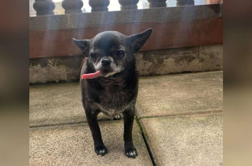  The sweet dog with a peculiar appearance finally found his lovely human