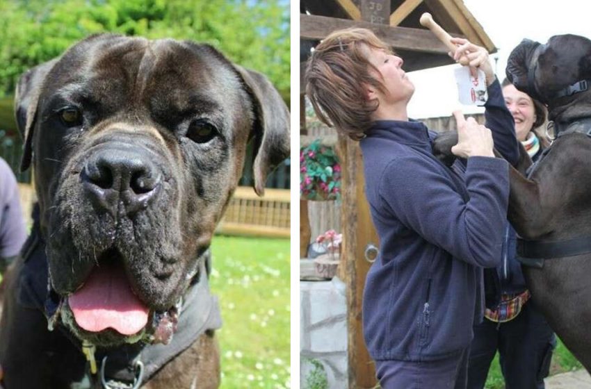  The giant dog, who was ignored by everyone because of his sizes, finally found his forever home