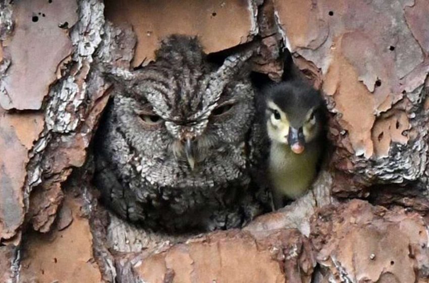  The unusual “mom” was watching over the duck egg untill it hatched