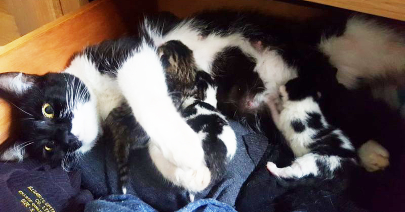  The kind man was shocked to see a cat family in his room and so decided to raise them by himself