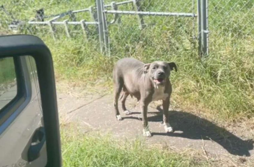  The abandoned dog and her babies were saved by the kind woman