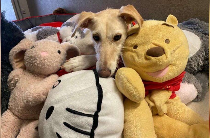  The sweet dog, who has spent her whole life in shelters, needs a caring and loving home