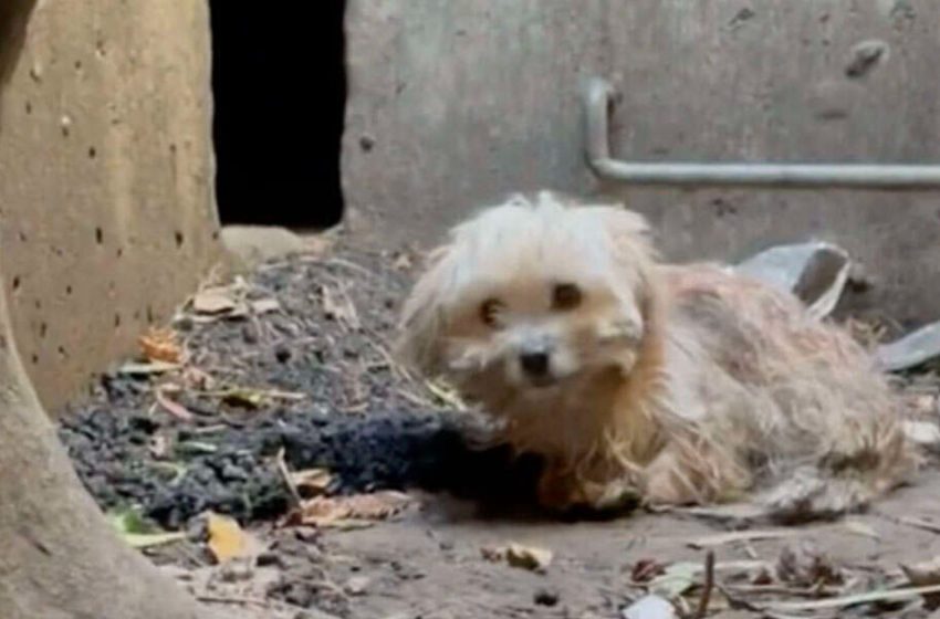  The poor dog, who had fallen into a deep drain, gained a second chance to live properly