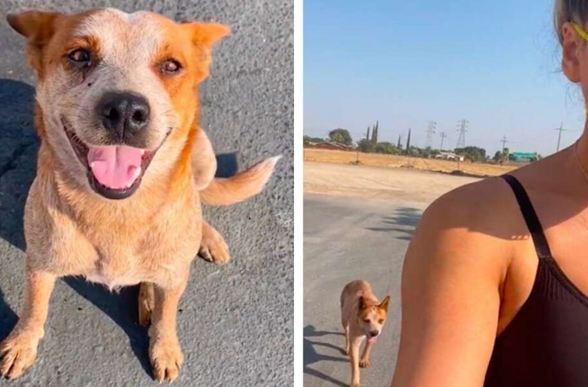  The poor and lonely dog found her lovely family by herself