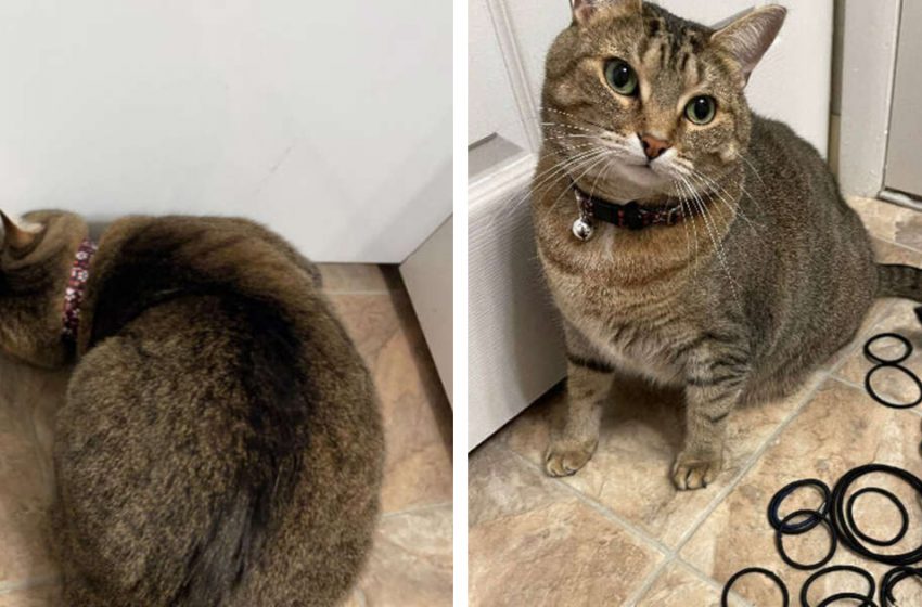  The sweet cat needed help but she actually revealed her secret