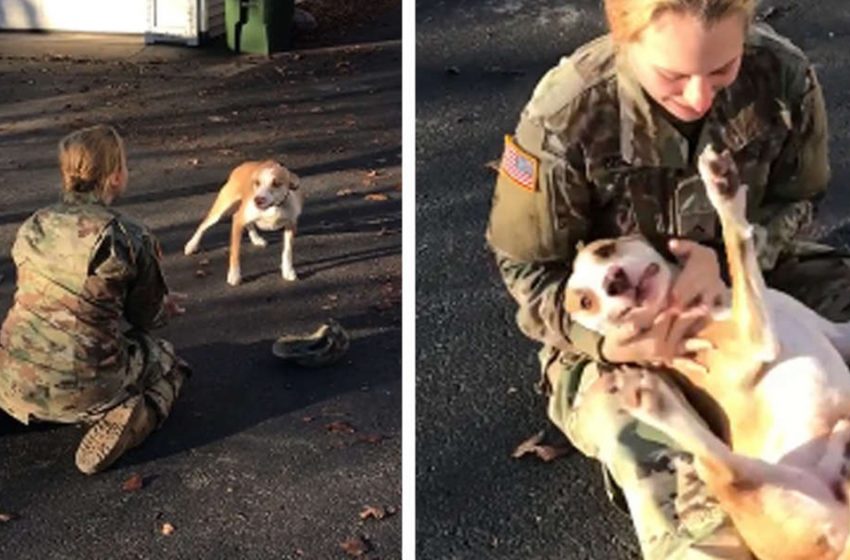  The nice dog was really thrilled meeting his mistress after a long time