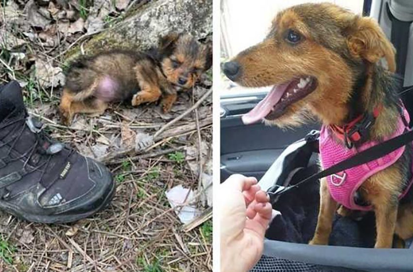  The little puppy, who was living in a shoe, finally gained a proper life due to a kind person