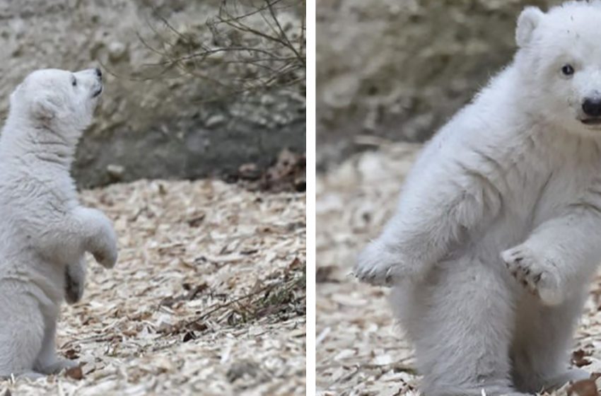  The sweet white bear was caught in his adorable and cute state