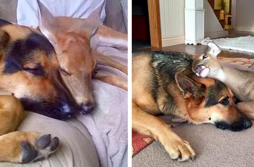  The devoted and clever dog took the responsibility of caring for the orphaned deer