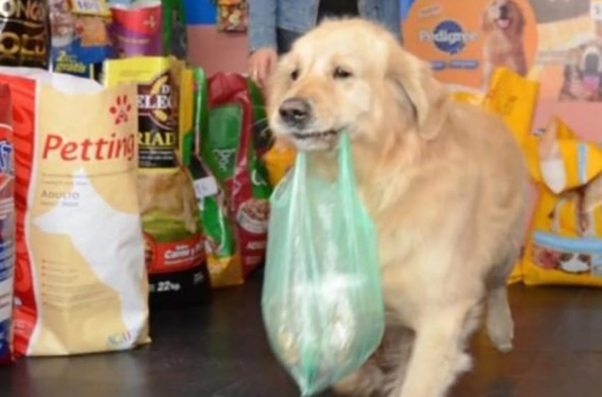  The clever and friendly dog was paying for her purchases on his own