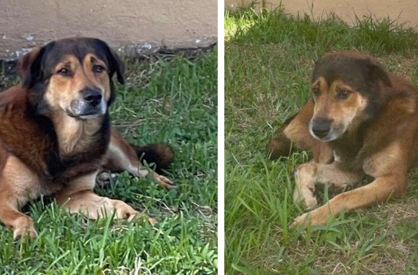  The faithful dog refused to leave his house after a month he lost his owners