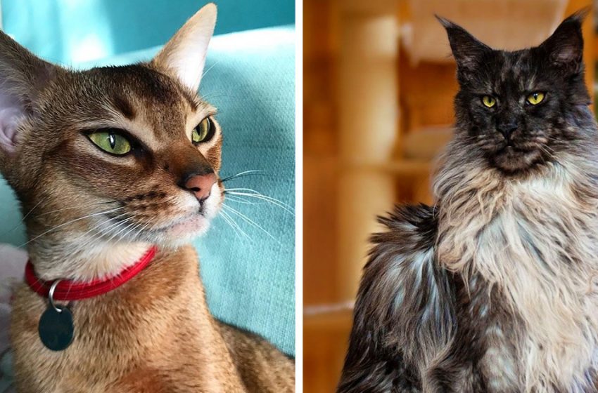  10 most beautiful breeds of domestic cats, whose perfection will enchant everyone