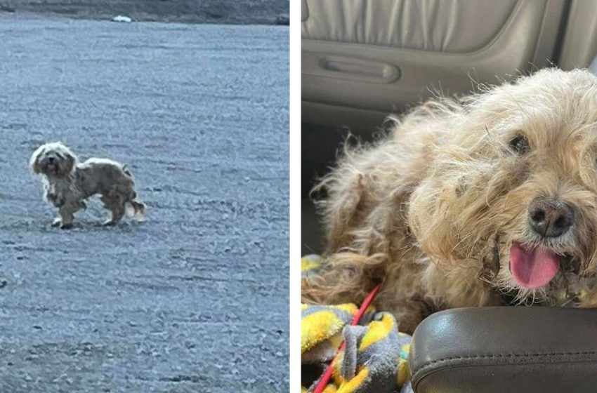  The poor dog, who had no hope of finding home, finally was saved by the kind woman