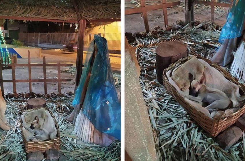  A lovely and nice moment in the nativity scene helped the poor dog find his forever peace