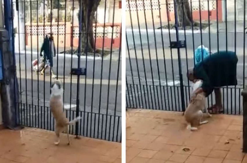  The amazing relationship between the sweet dog and the homeless man will melt your heart