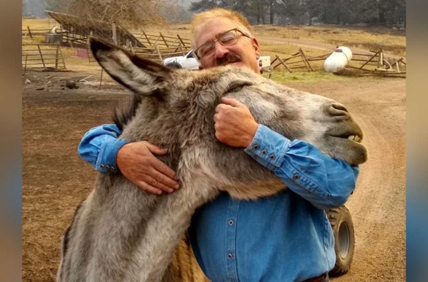  A heartwarming scene of the man reuniting with his beloved donkey after the fire