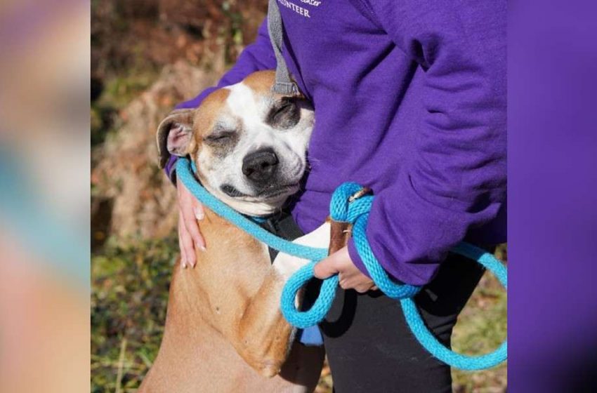  The sweet dog shows his thankfulness to the shelter staff for saving him by hugging everyone there