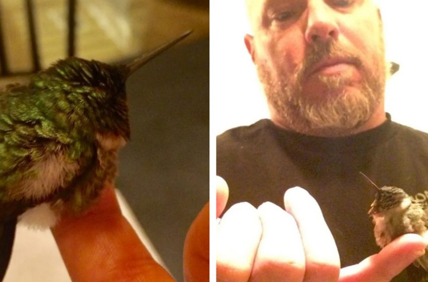 The nice bird comes to visit his rescuer and thank to him for saving his life