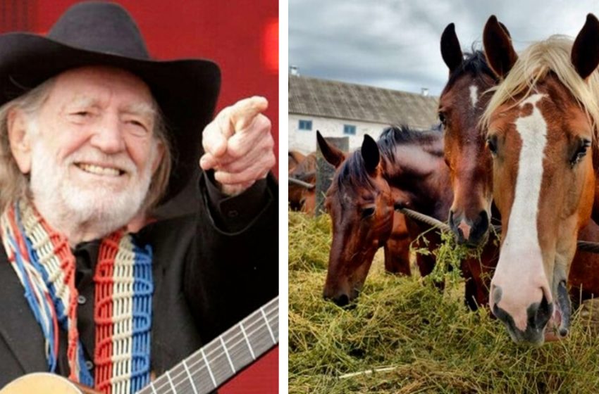  Willie Nelson gave 70 horses a second chance to live and wander freely in his ranch