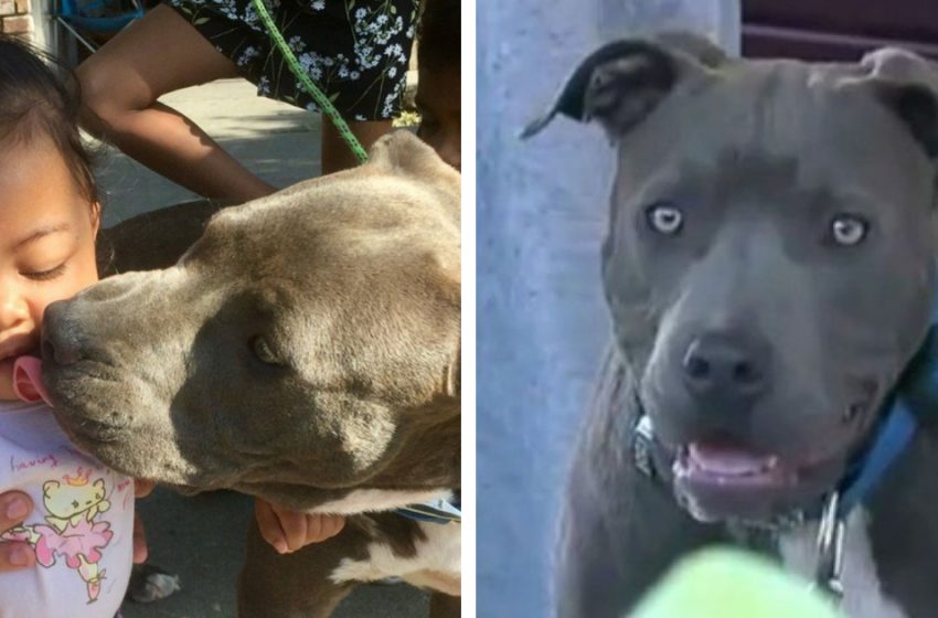  This incredible pitbull became hero for his family after saving their daughter’s life