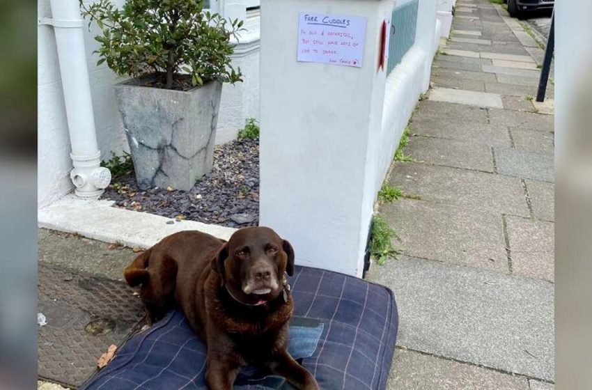  The elder dog, lying outside of her house with a lovely note, attracts everyone passing near her