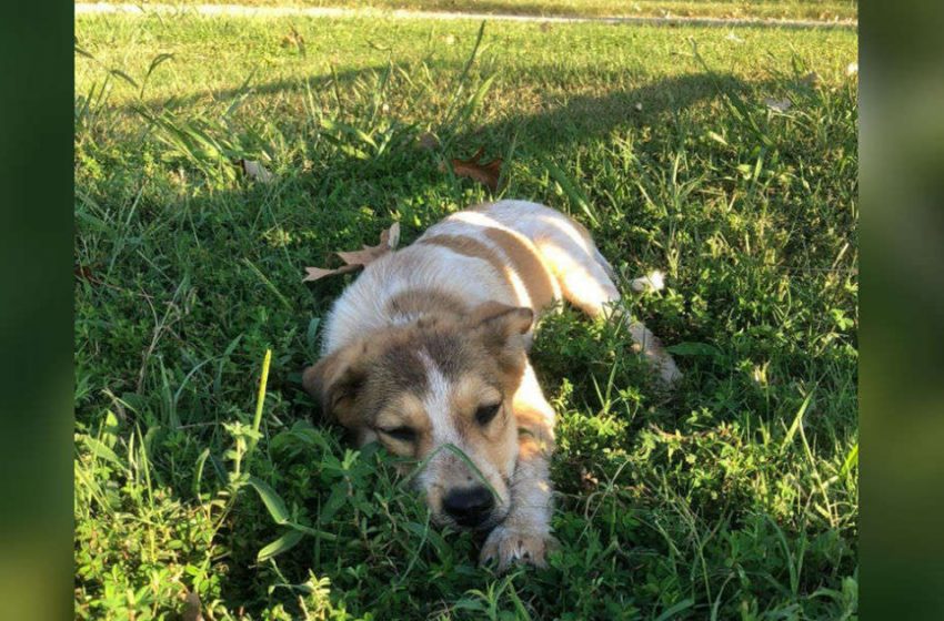  The tiny stray puppy found on the grass became a big and playful dog