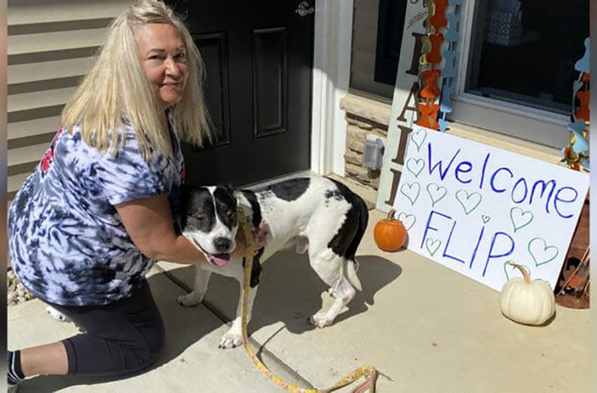  The nice dog finally found his forever home after 7 years