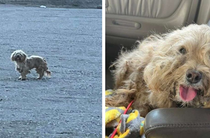  When a stray dog who had lost all hope is finally saved, she reacts in the cutest way possible